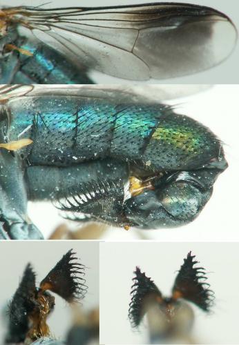 Poecilobothrus nobilitatus