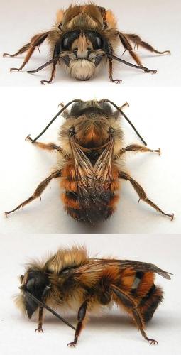 Réf. 160 594 : Osmia bicornis