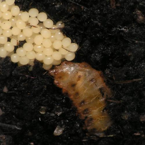 Réf. 160 887 : Drilus flavescens