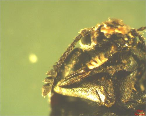 Thanatophilus sp.