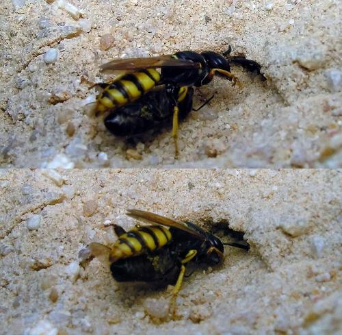 Philanthus triangulum