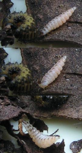 Lebia scapularis