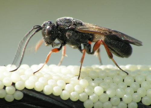 Réf. 160 595 : Chelonus sp.