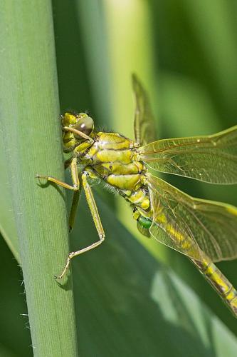 Gomphus pulchellus