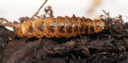 Drilus flavescens
