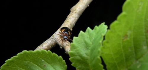 Réf. 160 972 : Lebia scapularis