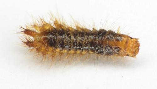 Drilus flavescens