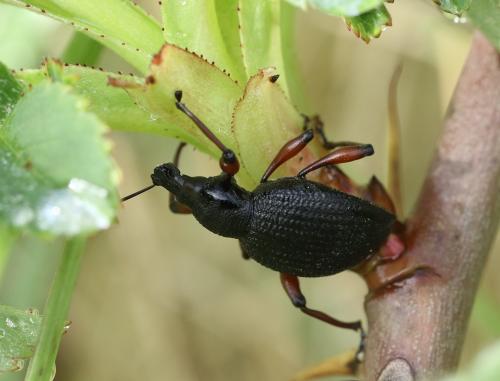 Réf. 160 175 : Otiorhynchus pyrenaeus