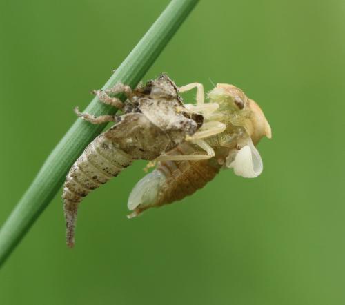 Centrotus cornutus