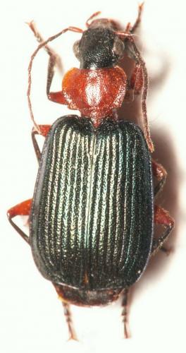 Lebia pubipennis