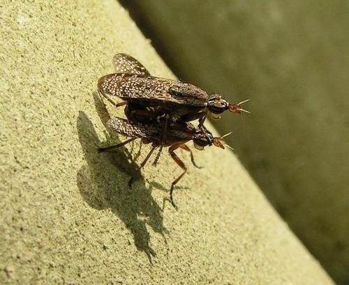 Euthycera alaris