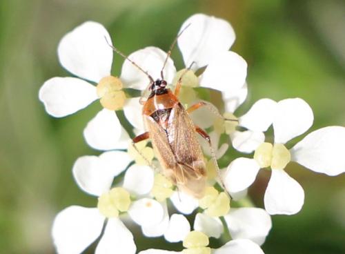 Harpocera thoracica