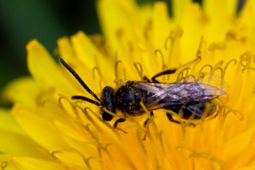 Lasioglossum pallens