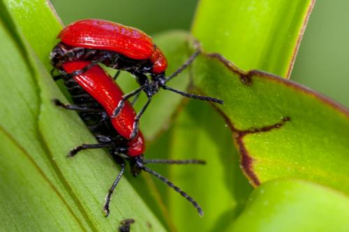Réf. 160 438 : Lilioceris lilii