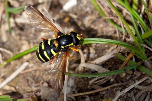 Philhelius citrofasciatum