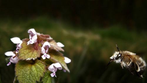Anthophora plumipes