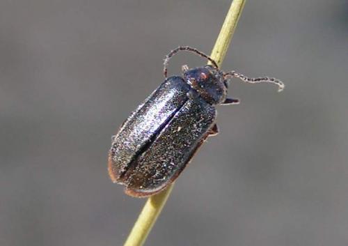 Réf. 160 912 : Xanthogaleruca luteola
