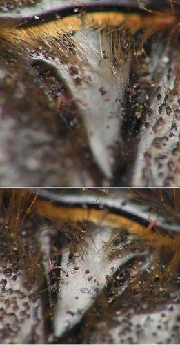 Réf. 160 204 : Tropinota squalida