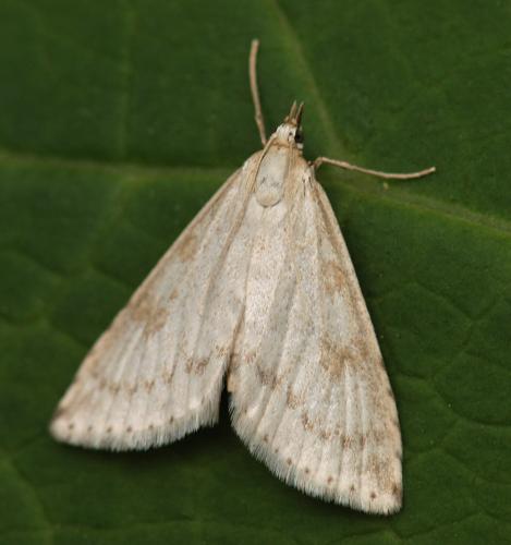 Udea decrepitalis