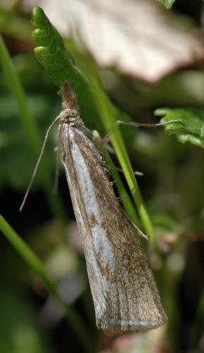 Catoptria petrificella