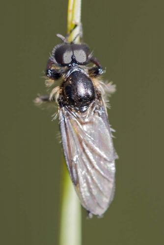 Réf. 160 274 : Bibio lanigerus