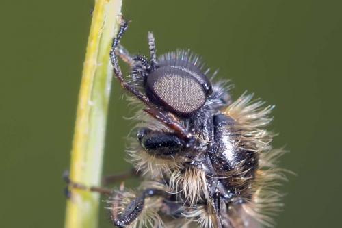 Réf. 160 181 : Bibio lanigerus