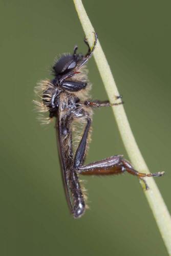 Réf. 160 179 : Bibio lanigerus