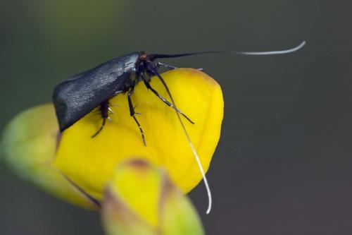 Réf. 160 550 : Adela reaumurella