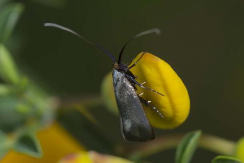 Réf. 160 549 : Adela reaumurella