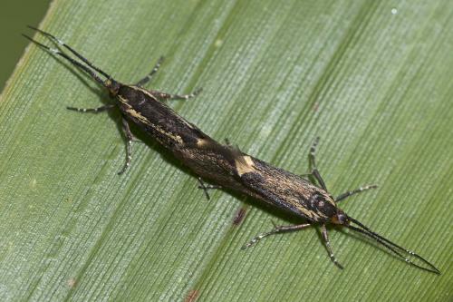 Esperia sulphurella