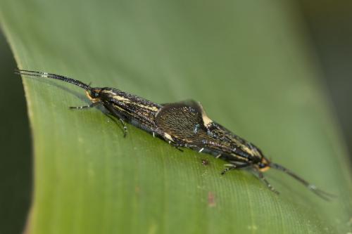 Esperia sulphurella