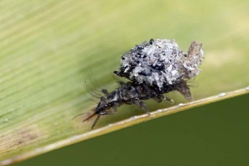 Apertochrysa sp.