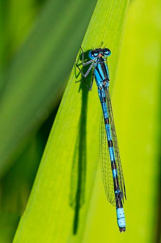 Enallagma cyathigerum