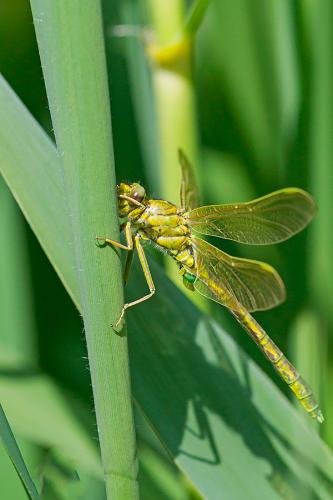 Gomphus pulchellus