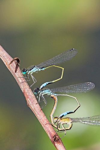 Ischnura elegans
