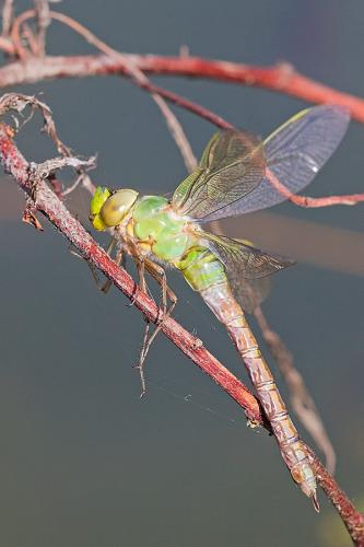 Anax imperator