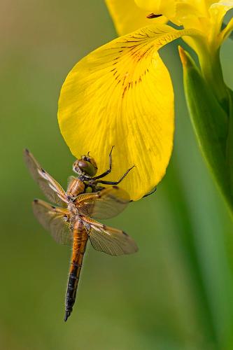 Réf. 160 799 : Libellula quadrimaculata
