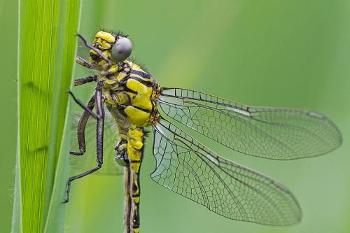 Réf. 160 765 : Gomphus vulgatissimus