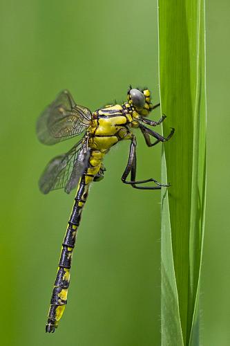 Réf. 160 764 : Gomphus vulgatissimus