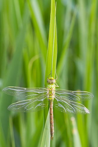 Anax imperator