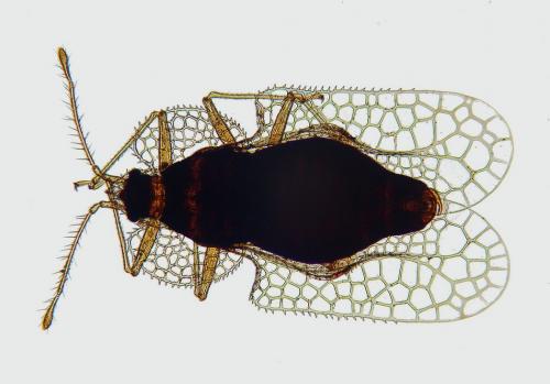 Corythucha ciliata