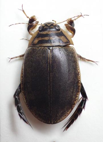 Réf. 160 540 : Acilius sulcatus