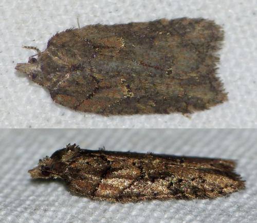 Acleris abietana