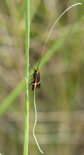 Adela australis