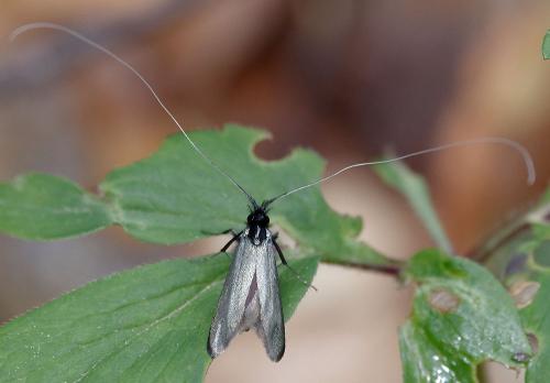 Réf. 160 891 : Adela reaumurella