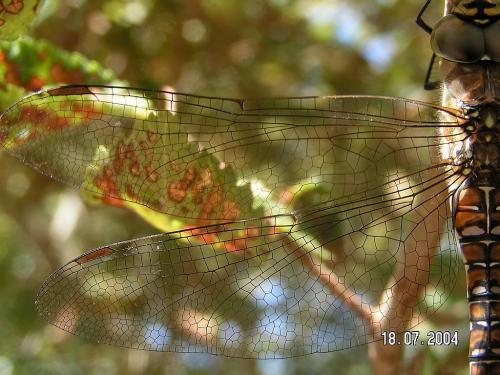 Aeshna mixta