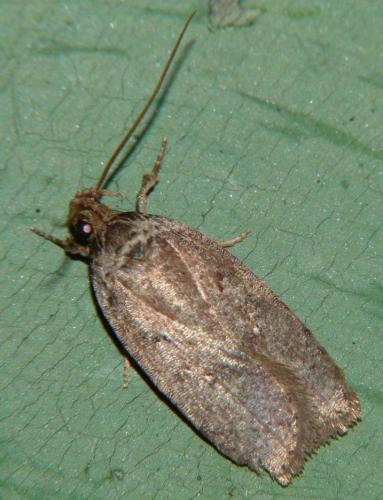 Réf. 160 771 : Agonopterix sp.