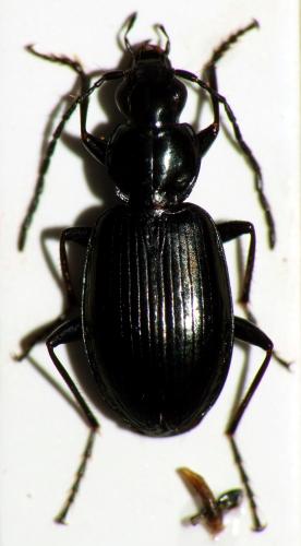 Réf. 160 222 : Agonum scitulum