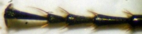 Réf. 160 223 : Agonum scitulum