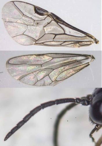 Réf. 160 818 : Endelomyia aethiops